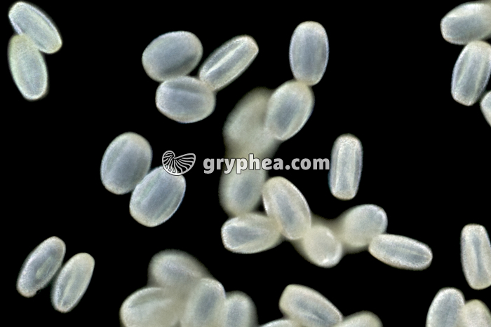 Pollen Saule x200 - gryphea.org